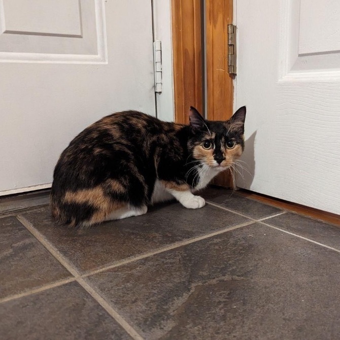 Scarlett thumbnail 5