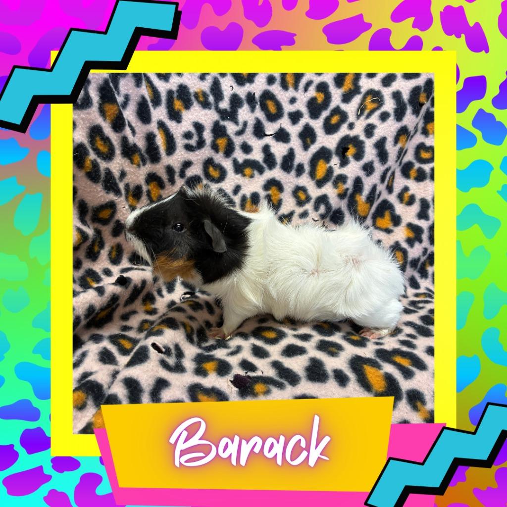 Barack, Adoptable, Young Male Guinea Pig.
