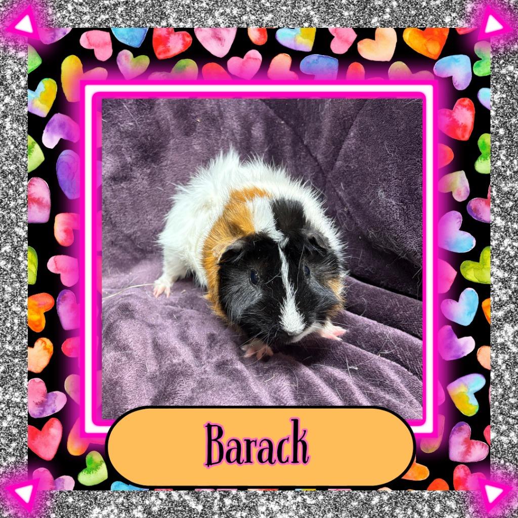 Enlarge Barack, a Adoptable Guinea Pig in Elizabethtown, KY image 2/3