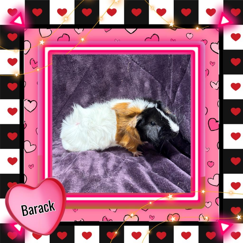 Enlarge Barack, a Adoptable Guinea Pig in Elizabethtown, KY image 3/3