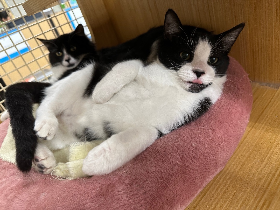 Romeo (Bonded to Juliet)