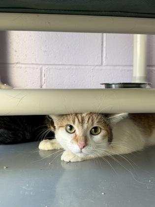 Enlarge Maple, a Adoptable mixed breed in Gwinn, MI image 1/1