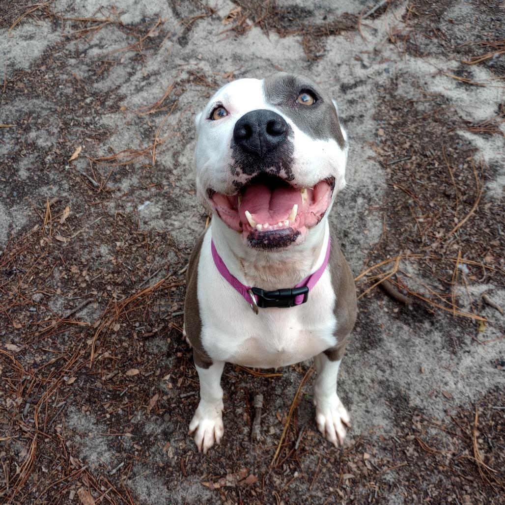 Enlarge Nani, a Adoptable Mixed Breed in Gainesville, FL image 1/6