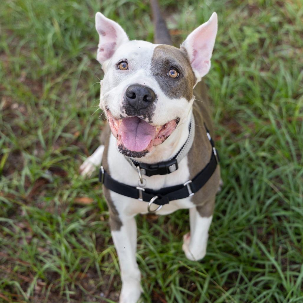 Enlarge Nani, a Adoptable Mixed Breed in Gainesville, FL image 2/6