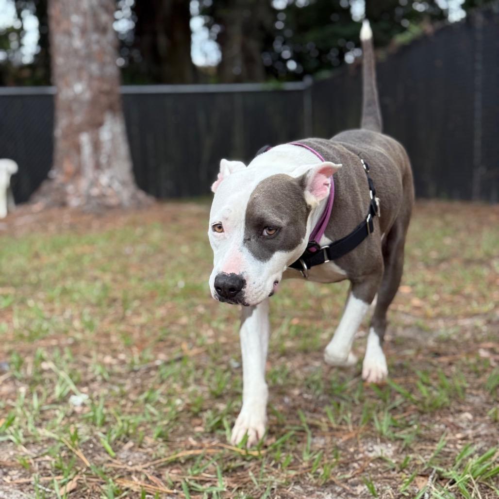 Enlarge Nani, a Adoptable Mixed Breed in Gainesville, FL image 3/6