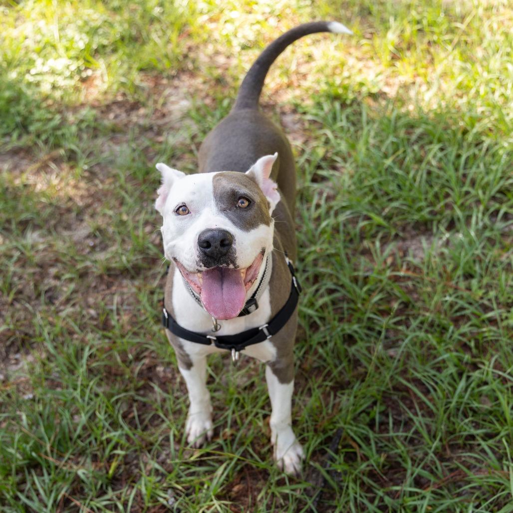 Enlarge Nani, a Adoptable Mixed Breed in Gainesville, FL image 4/6