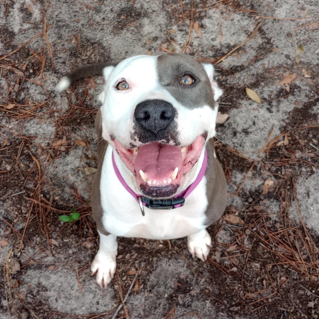 Enlarge Nani, a Adoptable Mixed Breed in Gainesville, FL image 5/6