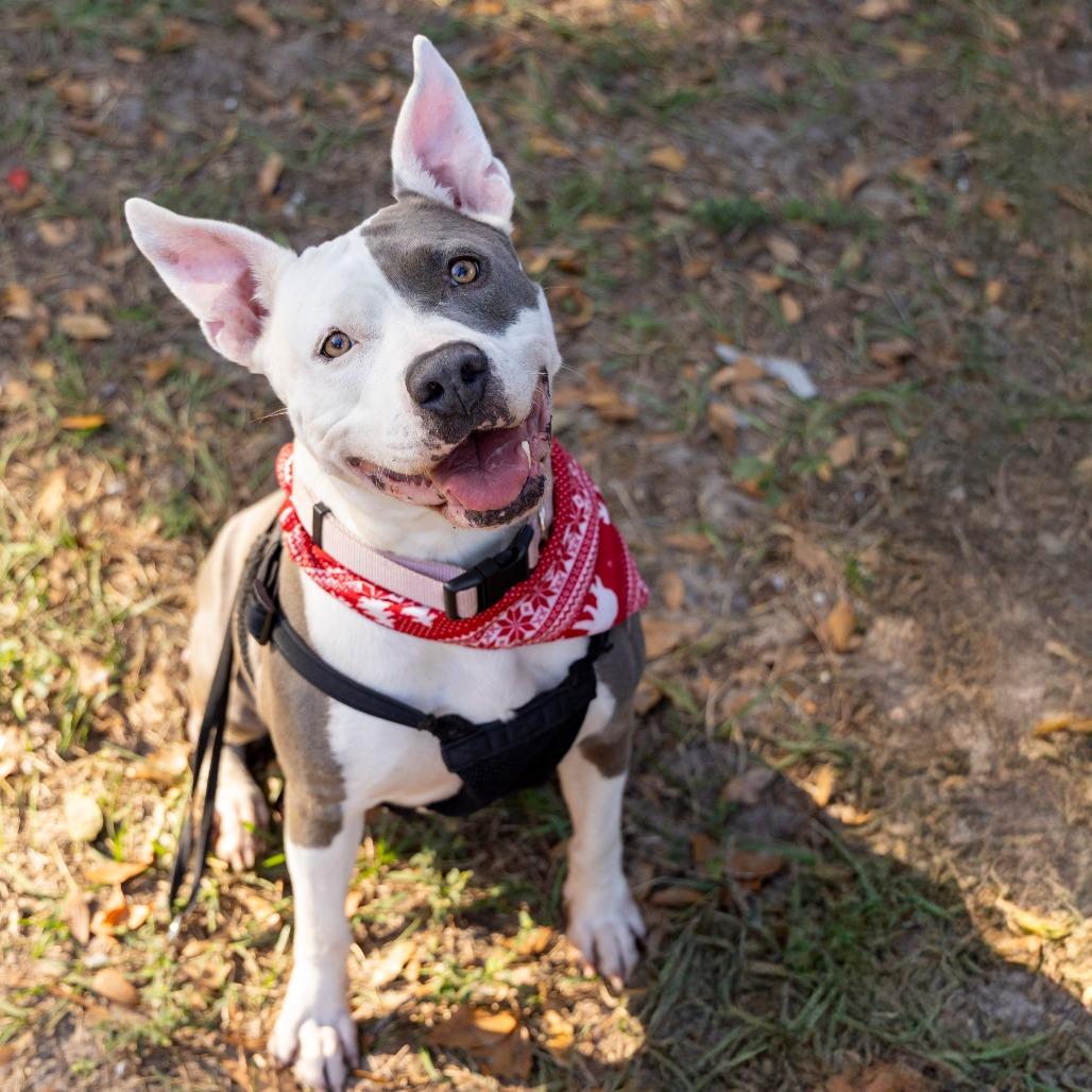 Enlarge Nani, a Adoptable Mixed Breed in Gainesville, FL image 6/6