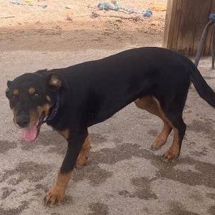 Oakley, Adoptable, Young Male Rottweiler & Labrador Retriever.