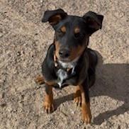 Enlarge Oakley, a Adoptable mixed breed in Bernalillo, NM image 2/4
