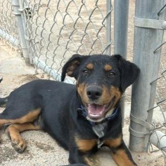 Enlarge Oakley, a Adoptable mixed breed in Bernalillo, NM image 3/4