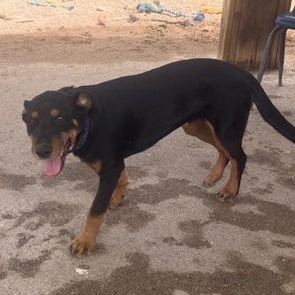 Enlarge Oakley, a Adoptable mixed breed in Bernalillo, NM image 1/3