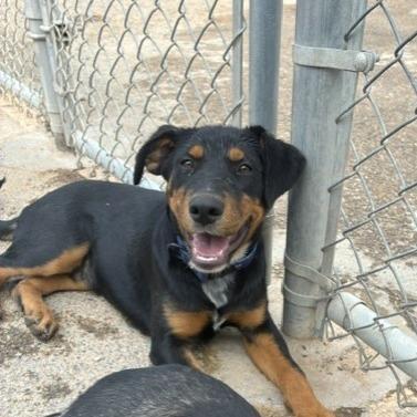 Enlarge Oakley, a Adoptable mixed breed in Bernalillo, NM image 3/3
