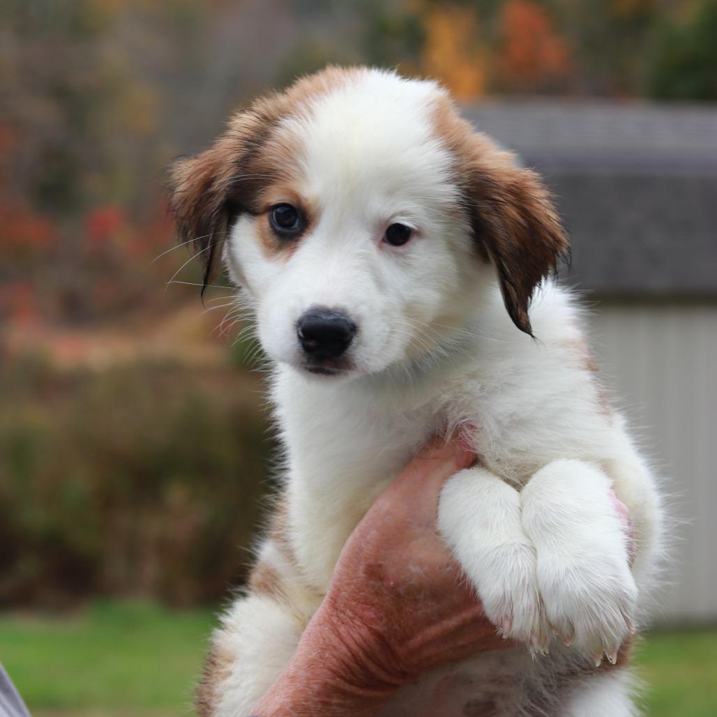 CT Moon avail Oct 24 (Scarecrow Festival- Somers, CT), Adoptable, Puppy Female Australian Shepherd.