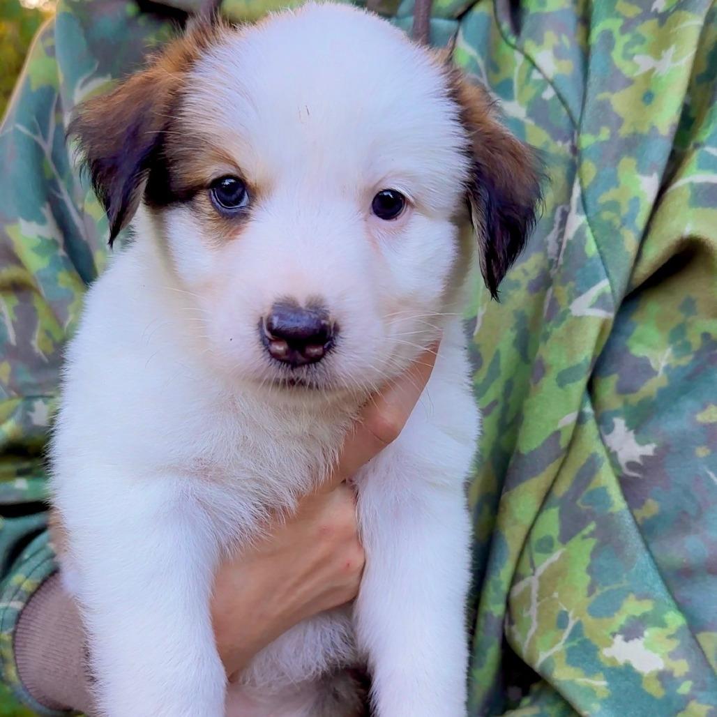 Enlarge CT Moon avail Oct 24 (Scarecrow Festival- Somers, CT), a Adoptable Australian Shepherd in Eastford, CT image 2/5