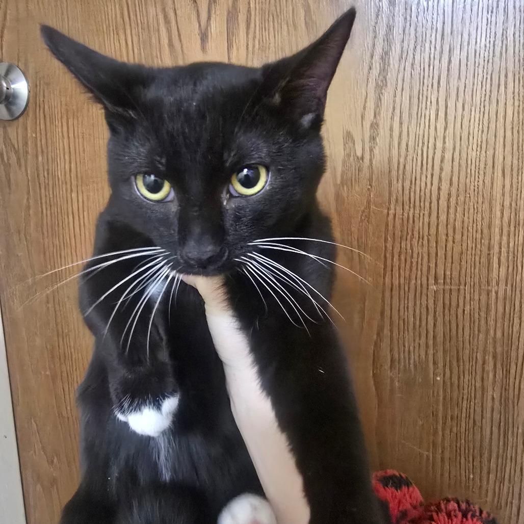 Enlarge Haze, a Adoptable Domestic Short Hair in Beckley, WV image 1/1