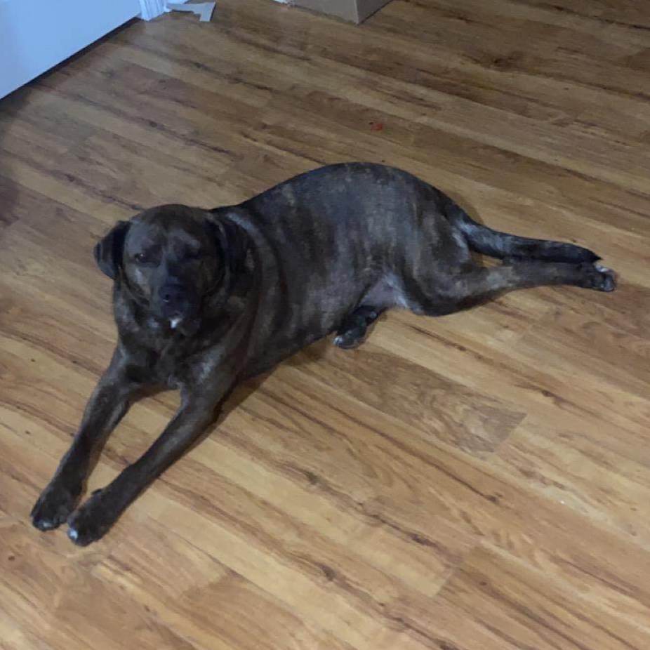 Enlarge Rambo (Bo) ***Courtesy Listing***, a Adoptable mixed breed in Vine Grove, KY image 1/10