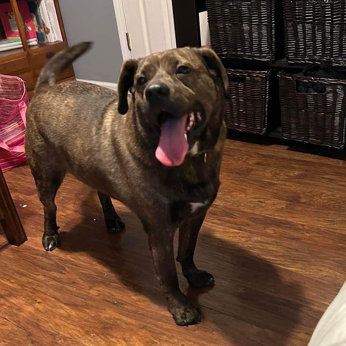 Enlarge Rambo (Bo) ***Courtesy Listing***, a Adoptable mixed breed in Vine Grove, KY image 2/10