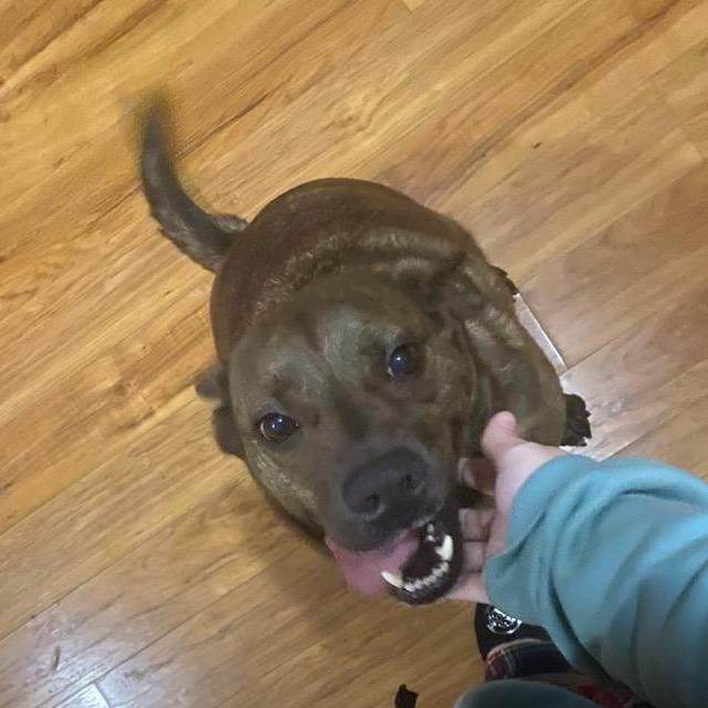 Enlarge Rambo (Bo) ***Courtesy Listing***, a Adoptable mixed breed in Vine Grove, KY image 3/10