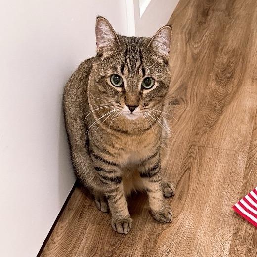 Miso — thumbnail 2