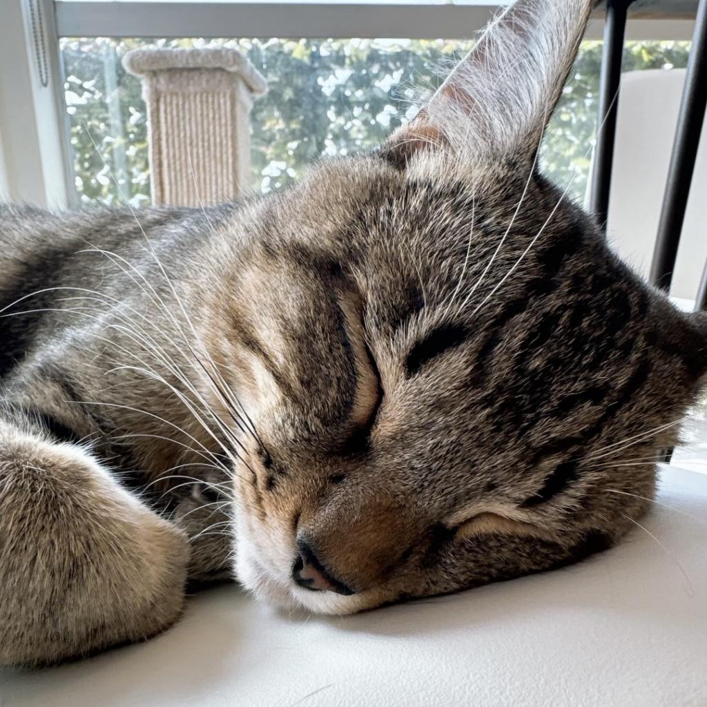 Miso — thumbnail 4