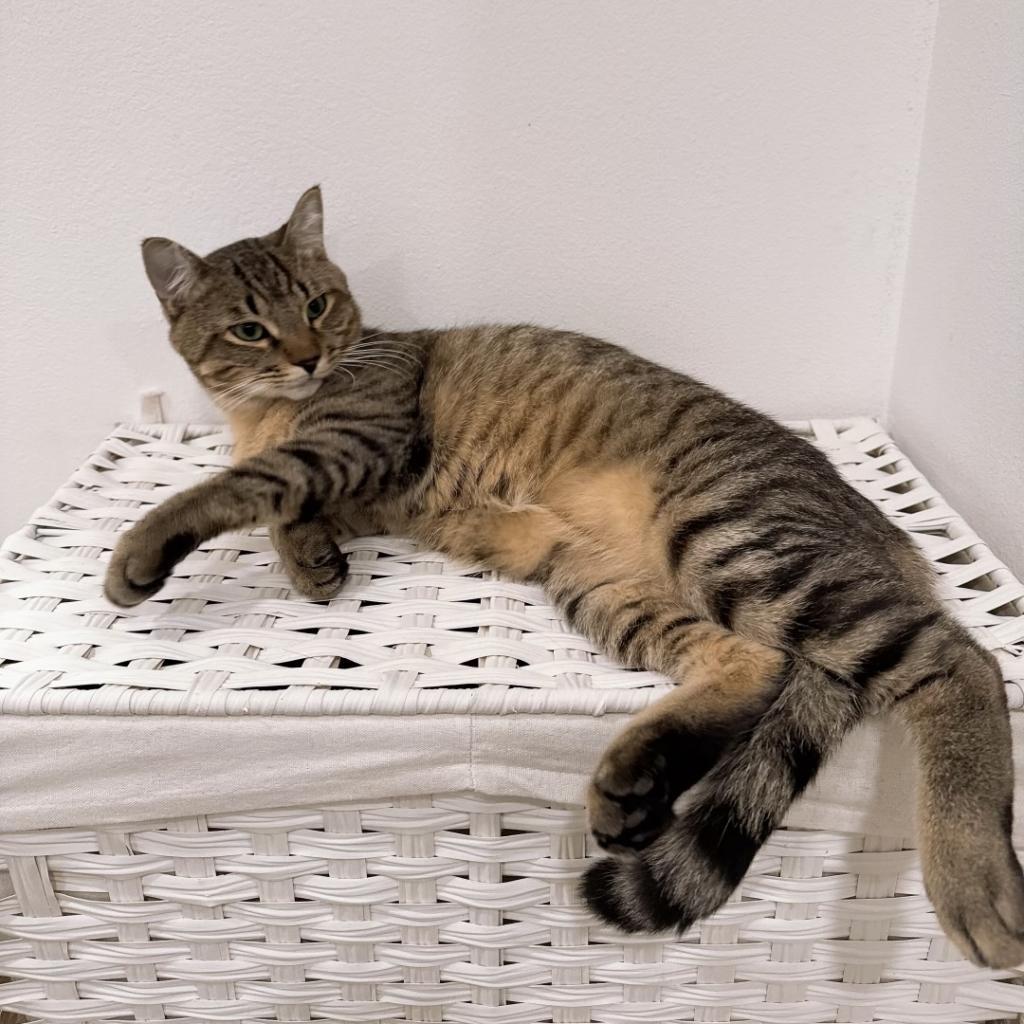 Miso — thumbnail 5