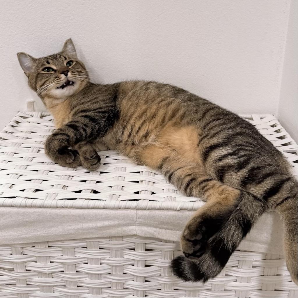 Miso — thumbnail 6