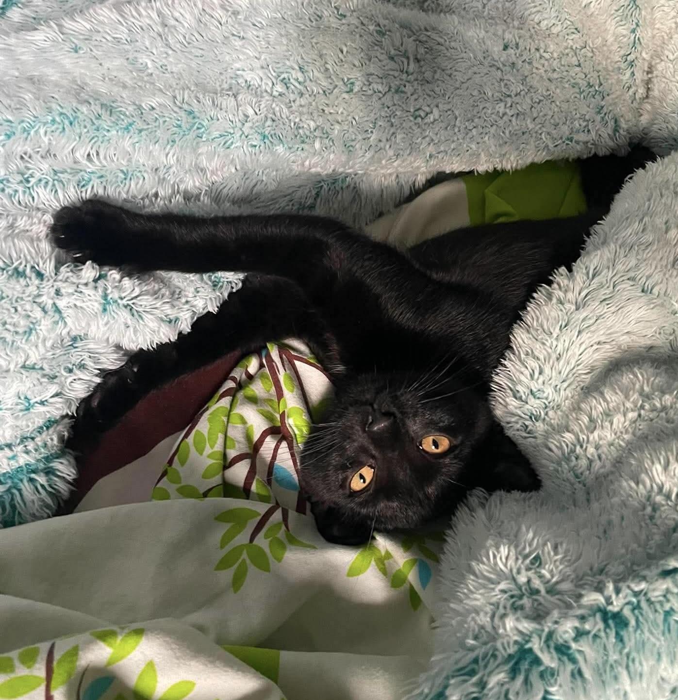 Enlarge Damir, a Adoptable Domestic Short Hair in Brooklyn , NY image 4/6