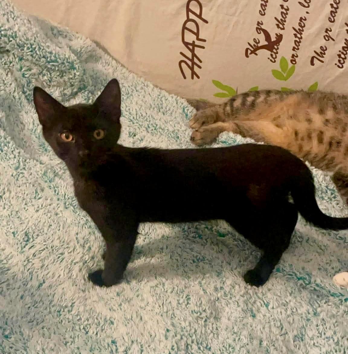 Enlarge Damir, a Adoptable Domestic Short Hair in Brooklyn , NY image 3/6
