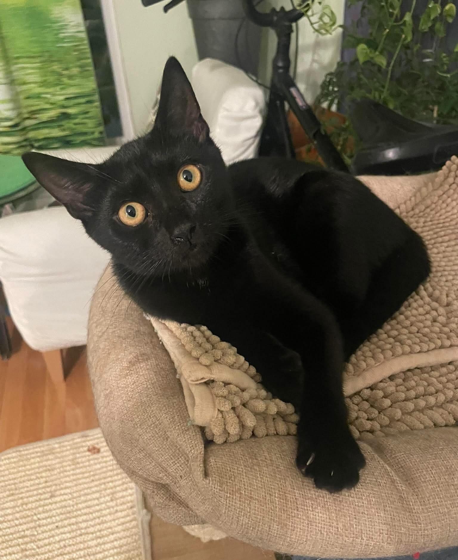 Enlarge Damir, a Adoptable Domestic Short Hair in Brooklyn , NY image 6/6