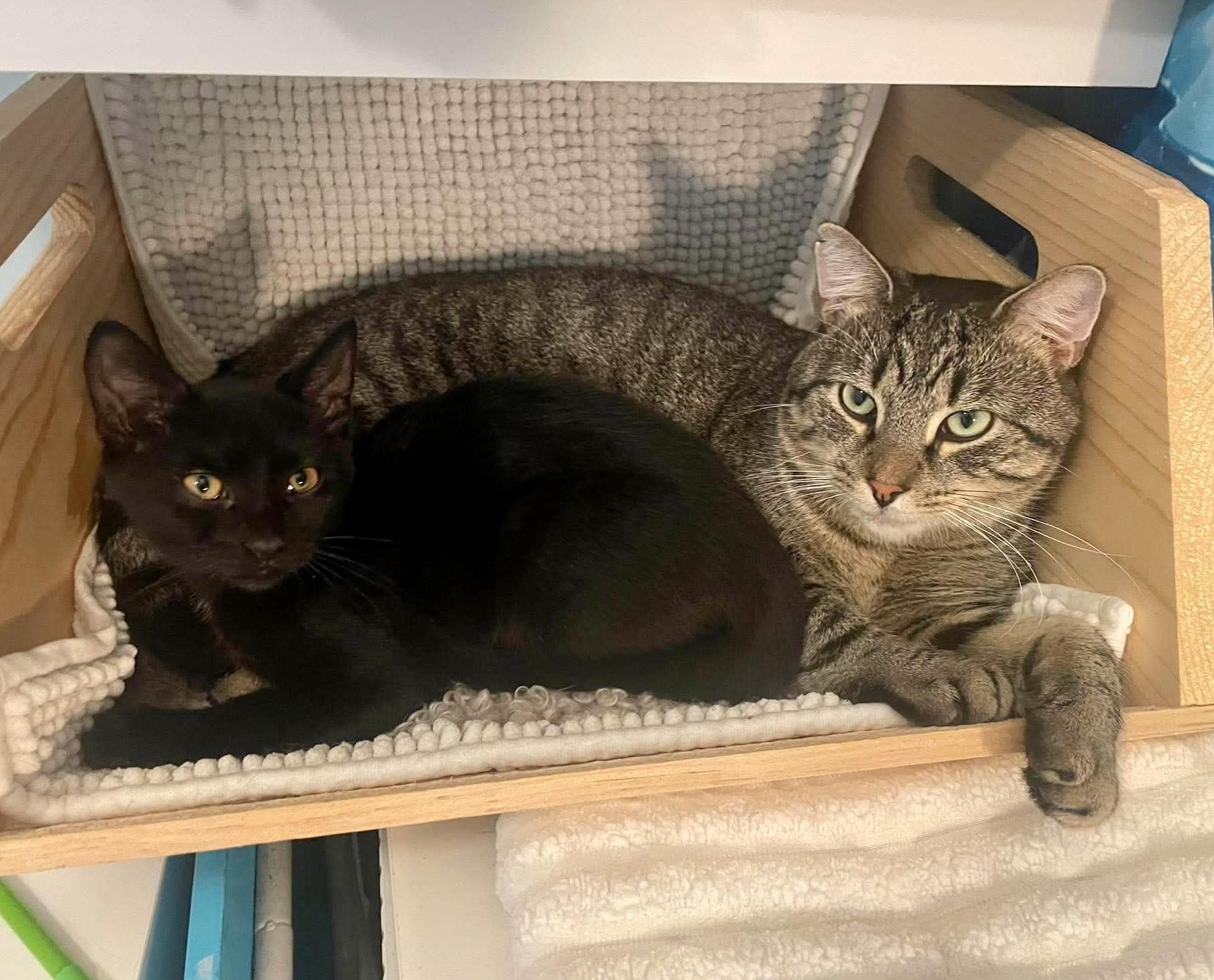 Enlarge Damir, a Adoptable Domestic Short Hair in Brooklyn , NY image 2/6