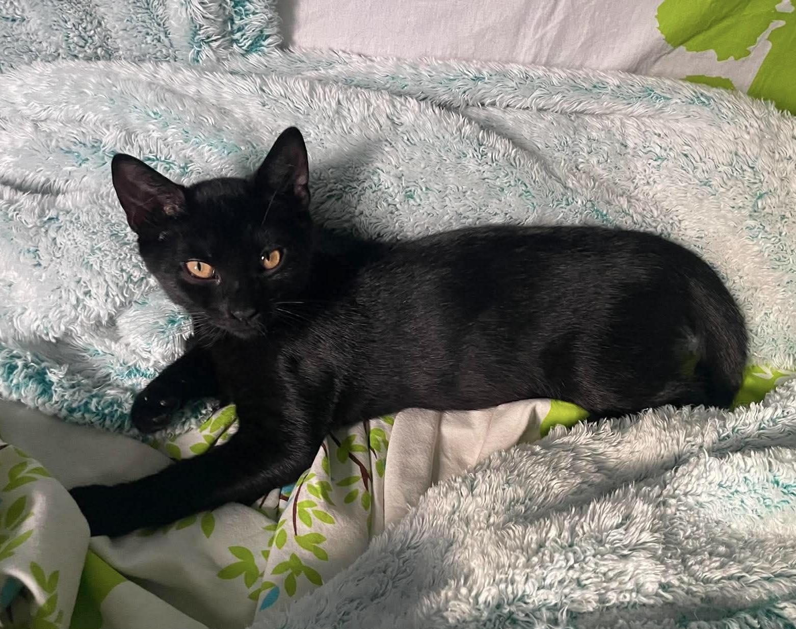 Damir, Adoptable, Kitten Male Domestic Short Hair.
