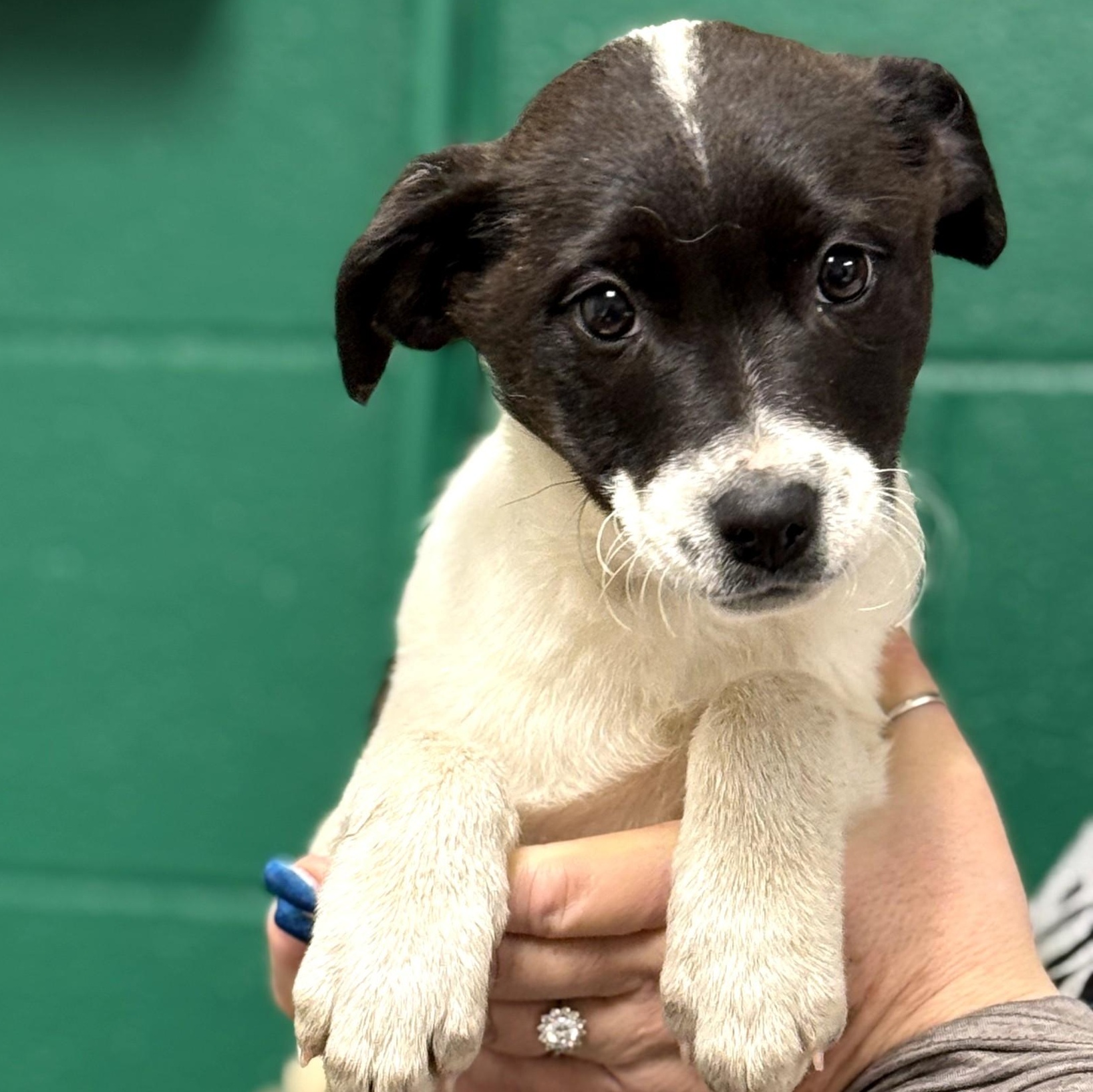 Anika, ADOPTABLE, Puppy Female Beagle & Australian Cattle Dog / Blue Heeler.