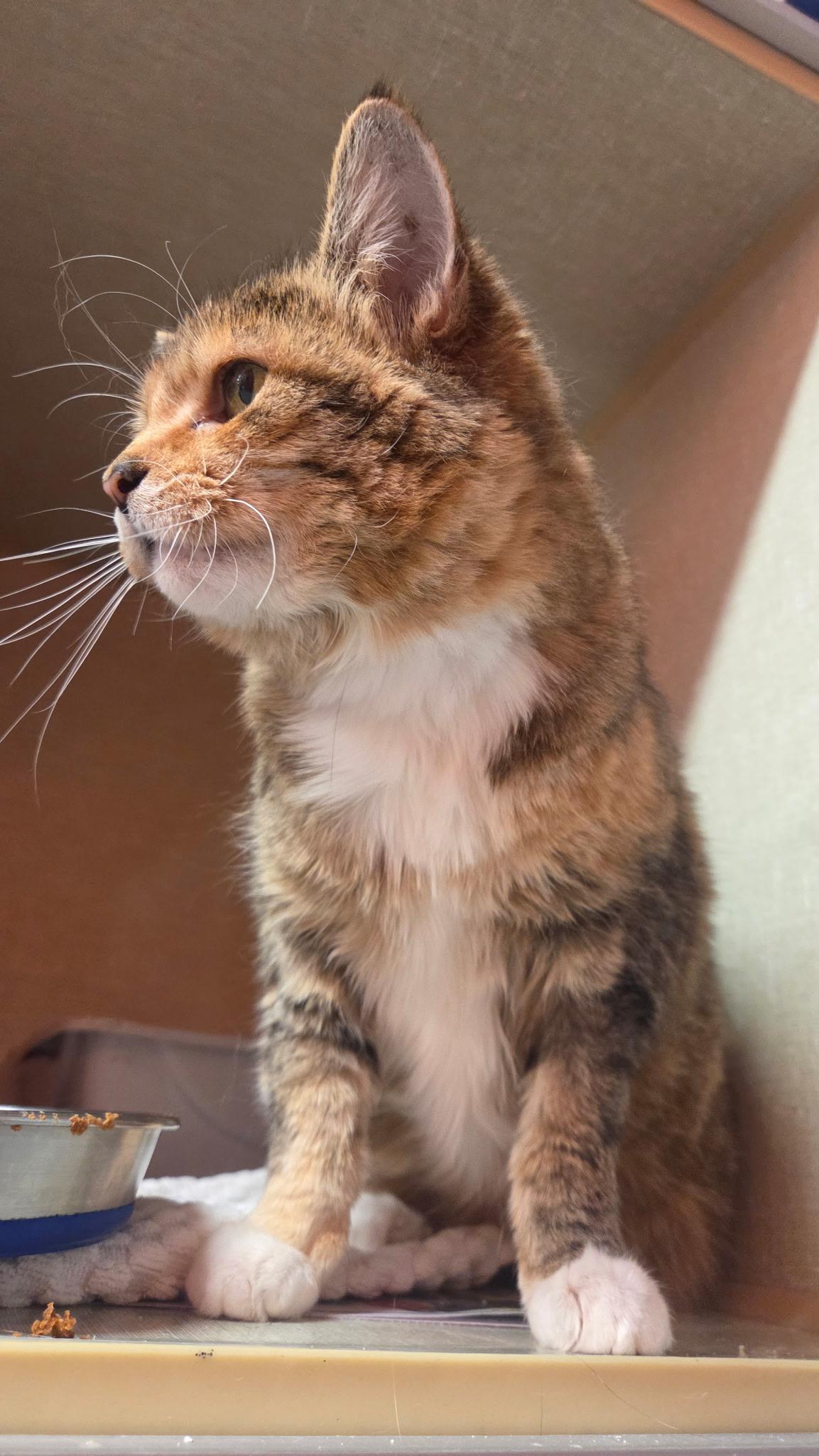 Enlarge Cinnamon Toast, a Adoptable Domestic Short Hair in Conifer, CO image 1/4