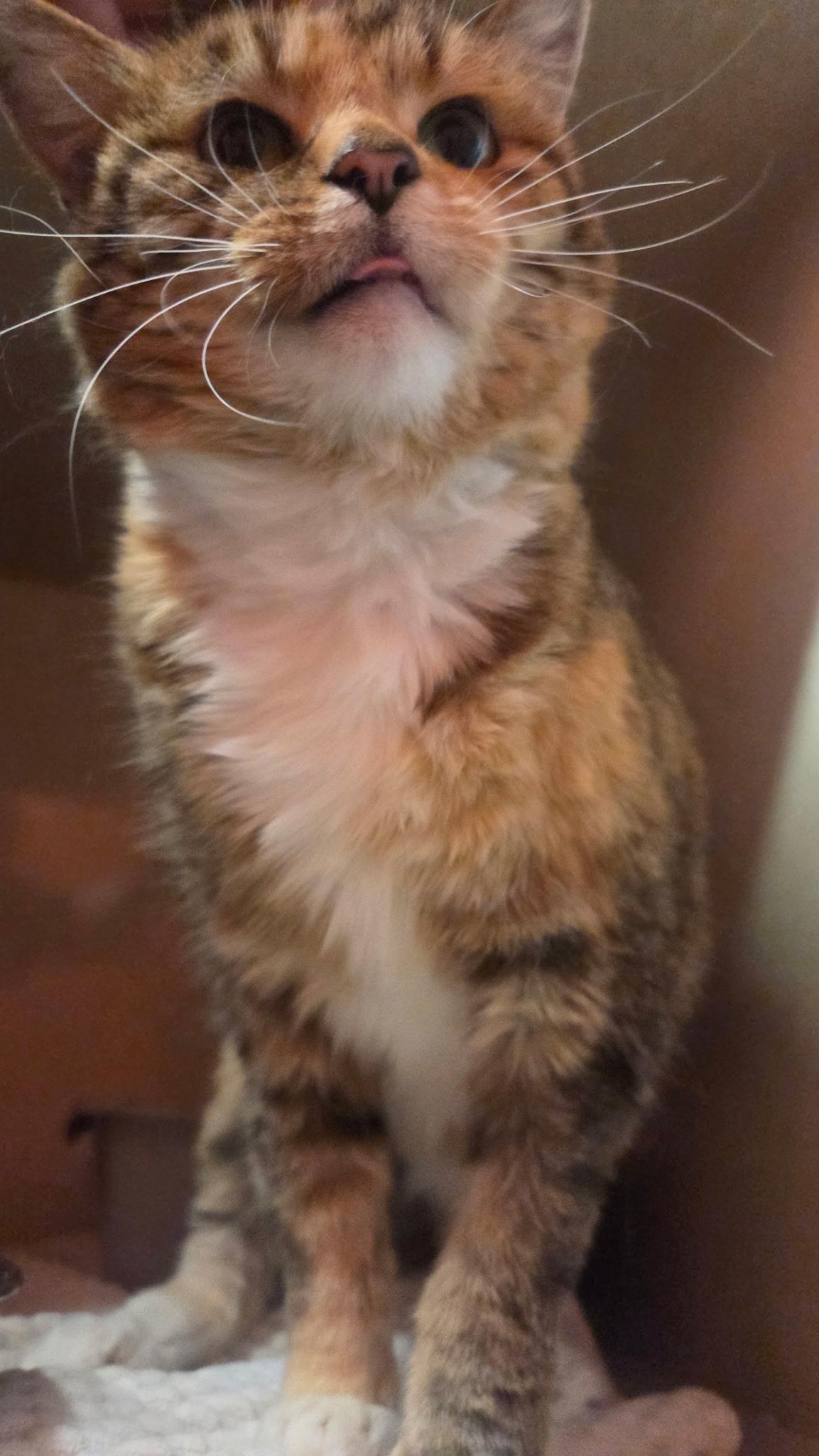Enlarge Cinnamon Toast, a Adoptable Domestic Short Hair in Conifer, CO image 3/4