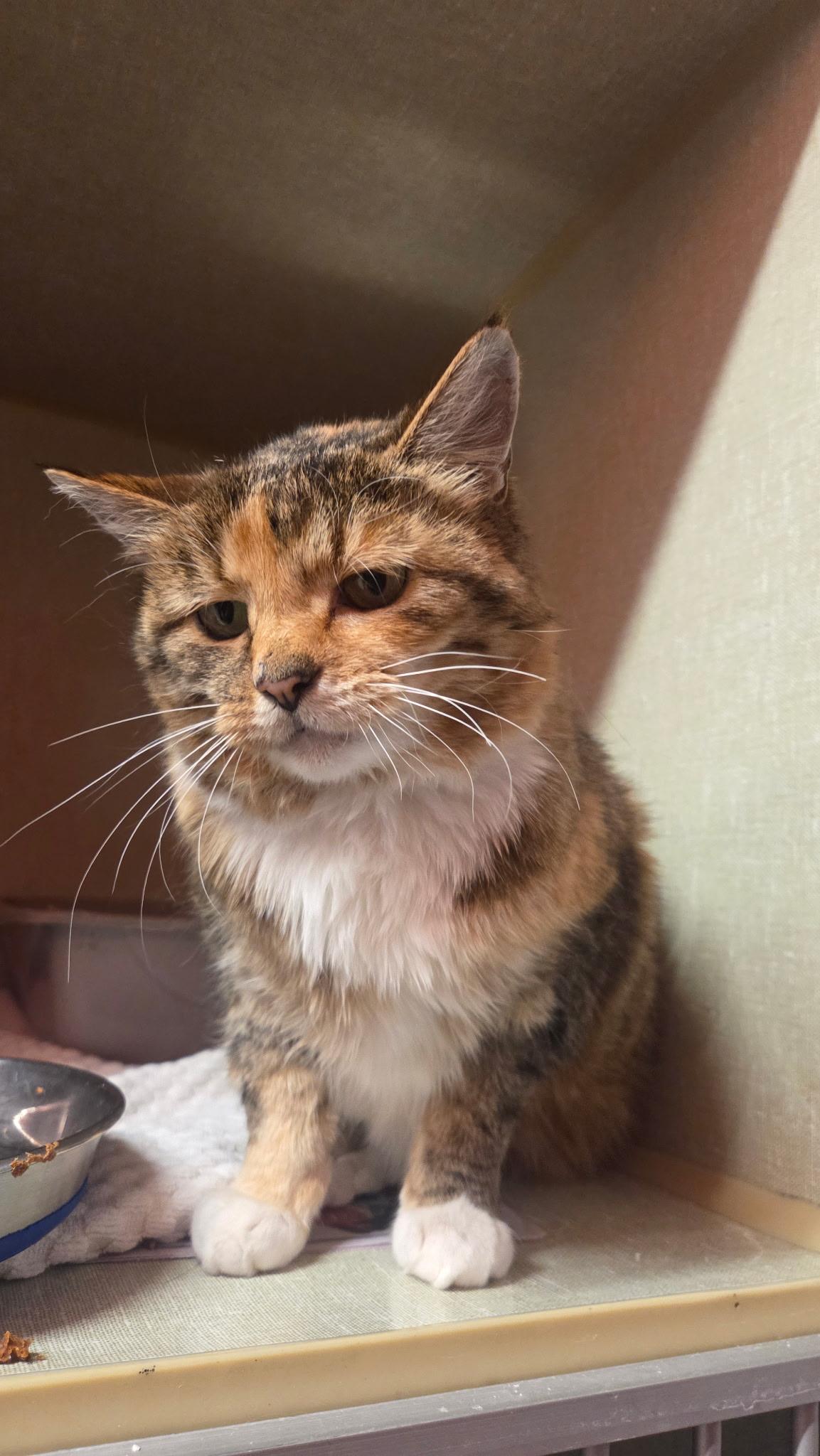 Enlarge Cinnamon Toast, a Adoptable Domestic Short Hair in Conifer, CO image 2/4