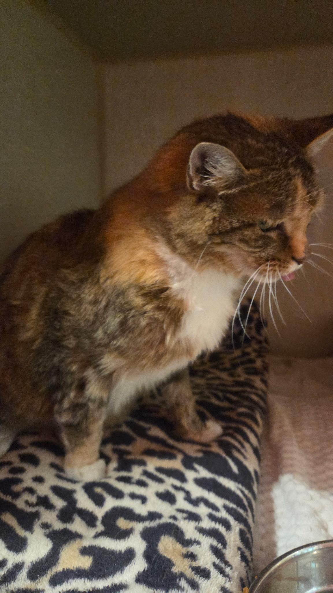 Enlarge Cinnamon Toast, a Adoptable Domestic Short Hair in Conifer, CO image 4/4