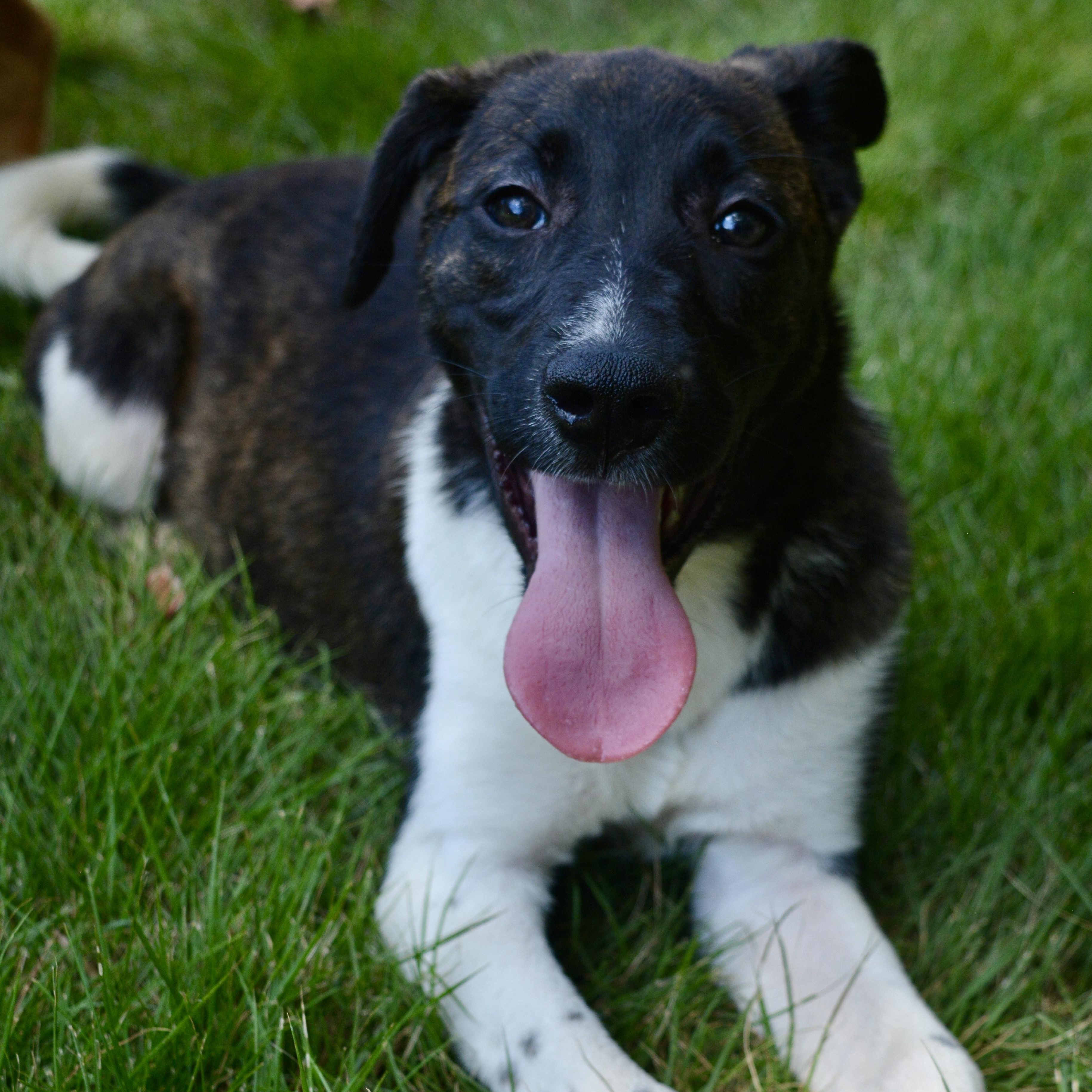 Boots, a Adoptable mixed breed in Pelham, AL image 2/6