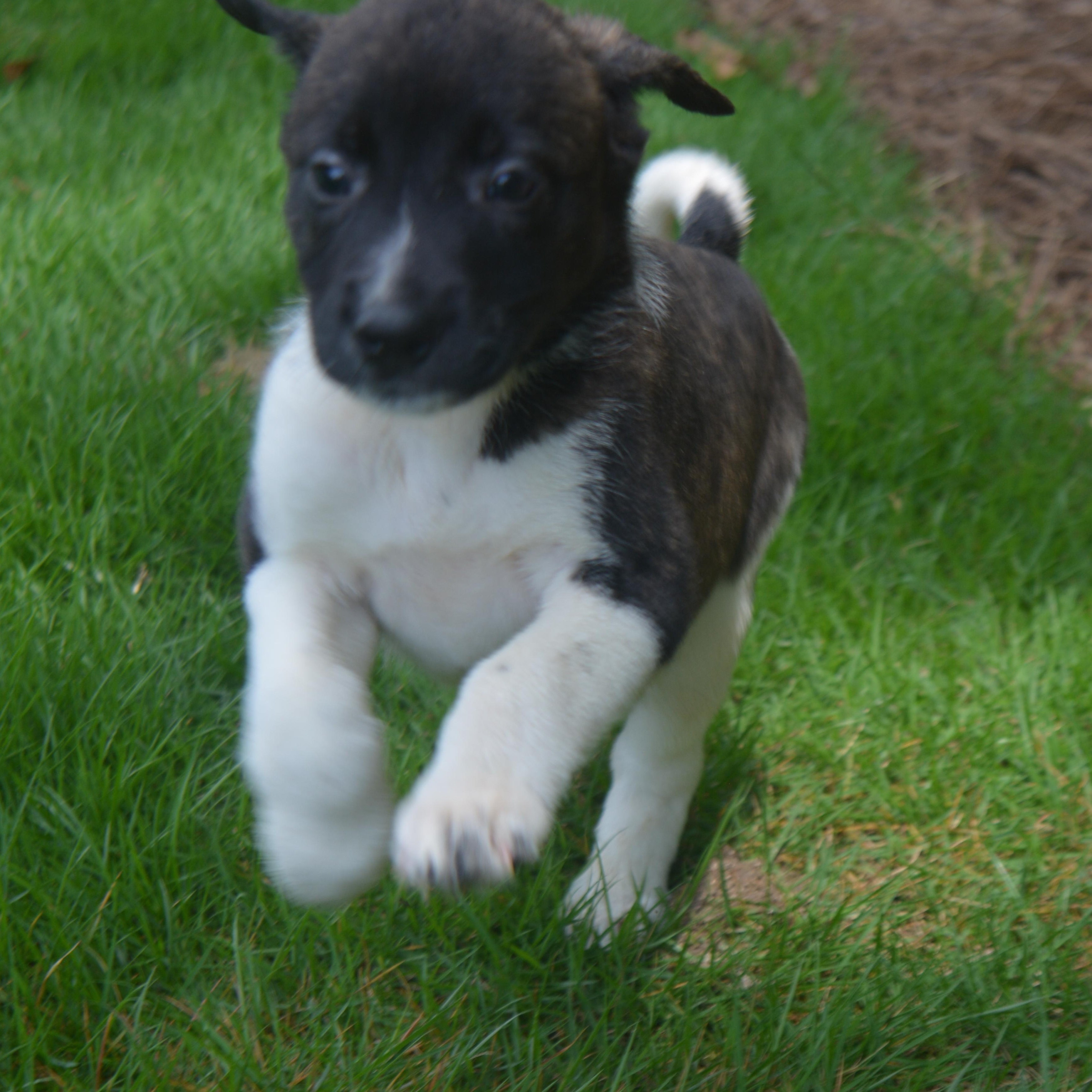 Boots, a Adoptable mixed breed in Pelham, AL image 5/6