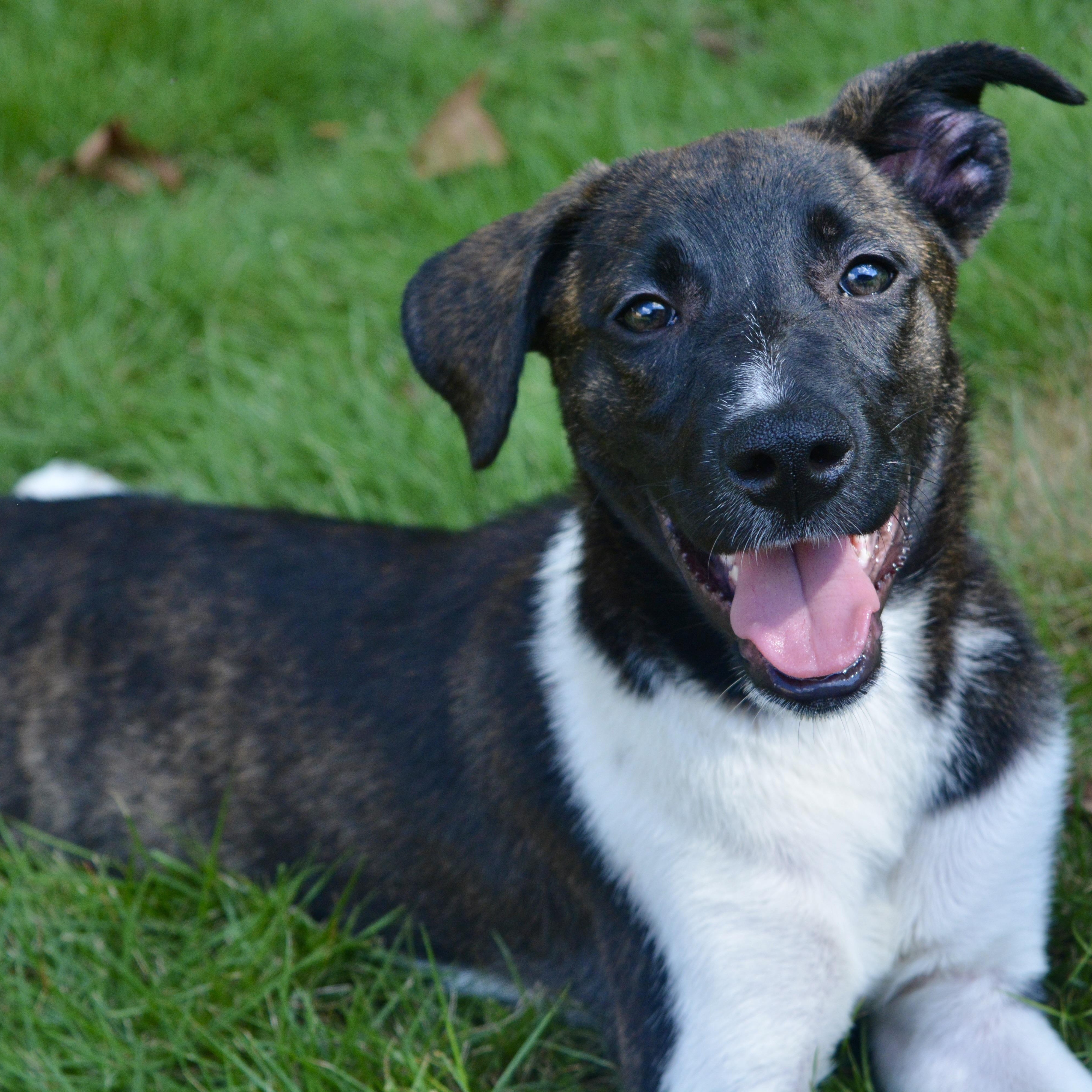 Boots, a Adoptable mixed breed in Pelham, AL image 3/6