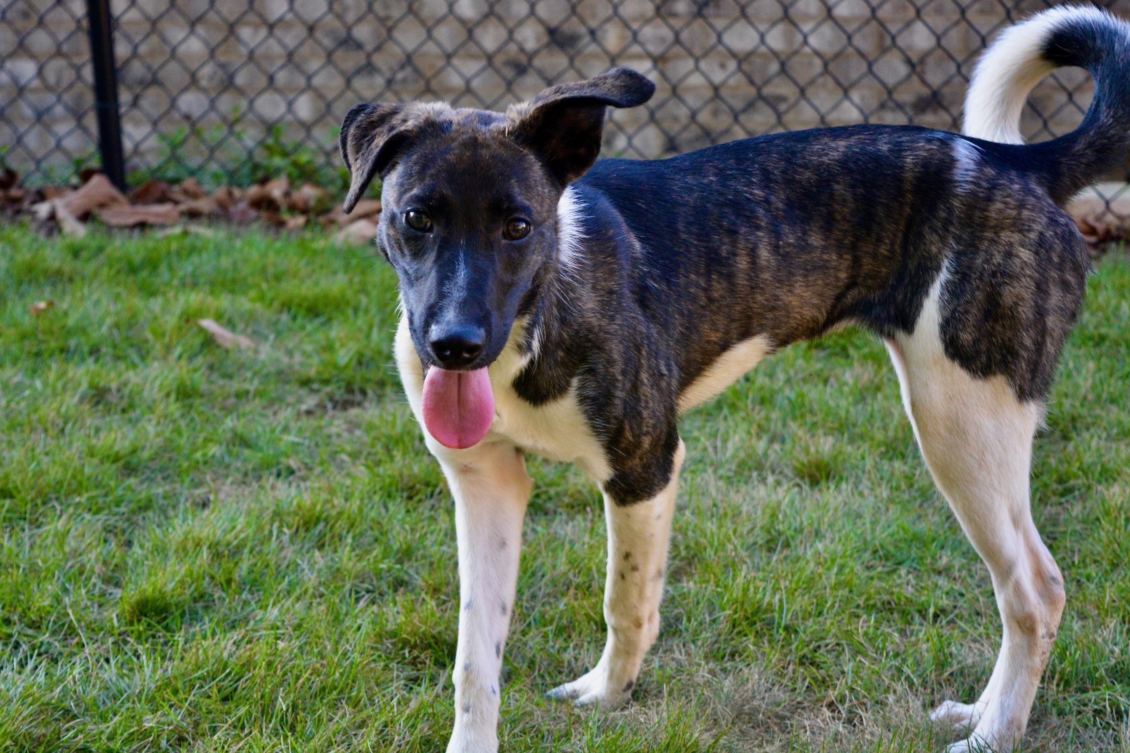 Boots, a Adoptable mixed breed in Pelham, AL image 1/6