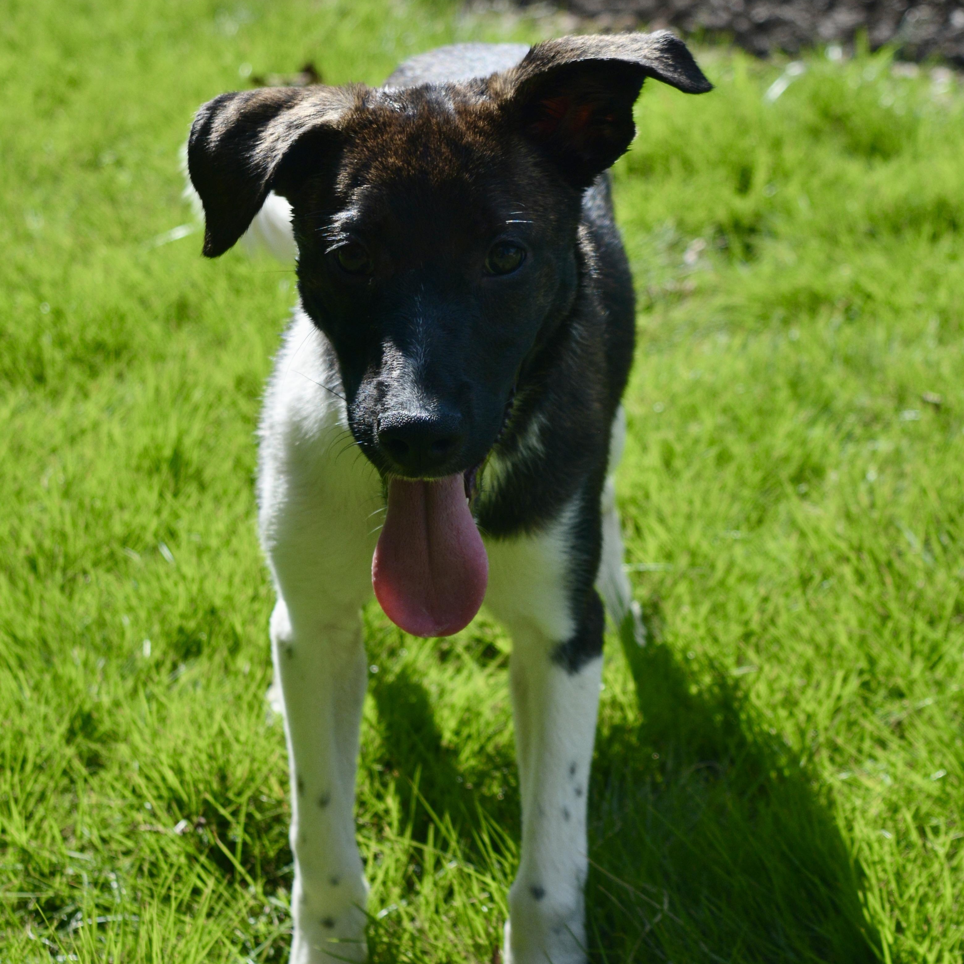 Boots, a Adoptable mixed breed in Pelham, AL image 4/6