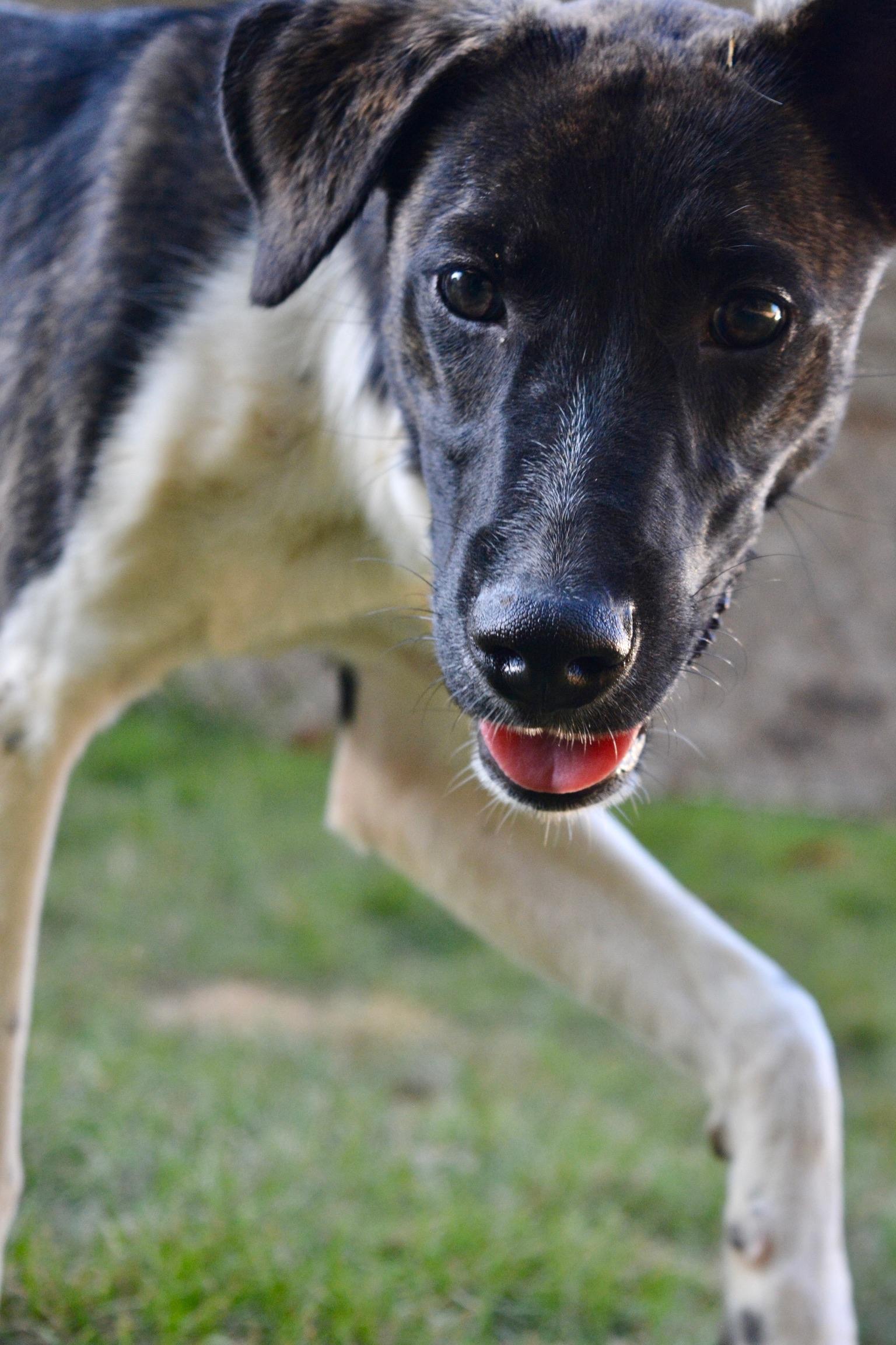 Boots, a Adoptable mixed breed in Pelham, AL image 6/6