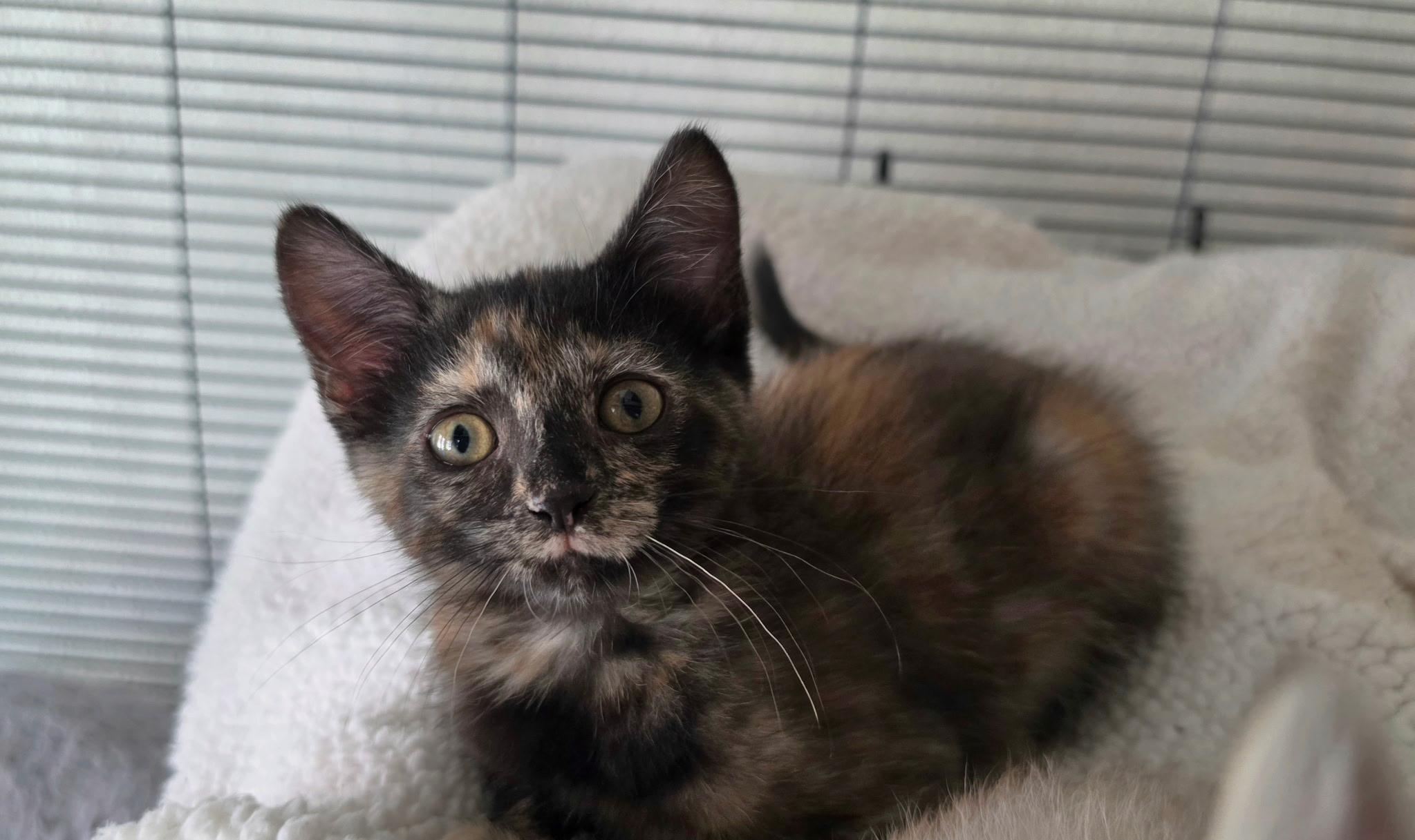 Enlarge Kenya, an adopted Domestic Short Hair in Portland, OR image 2/3