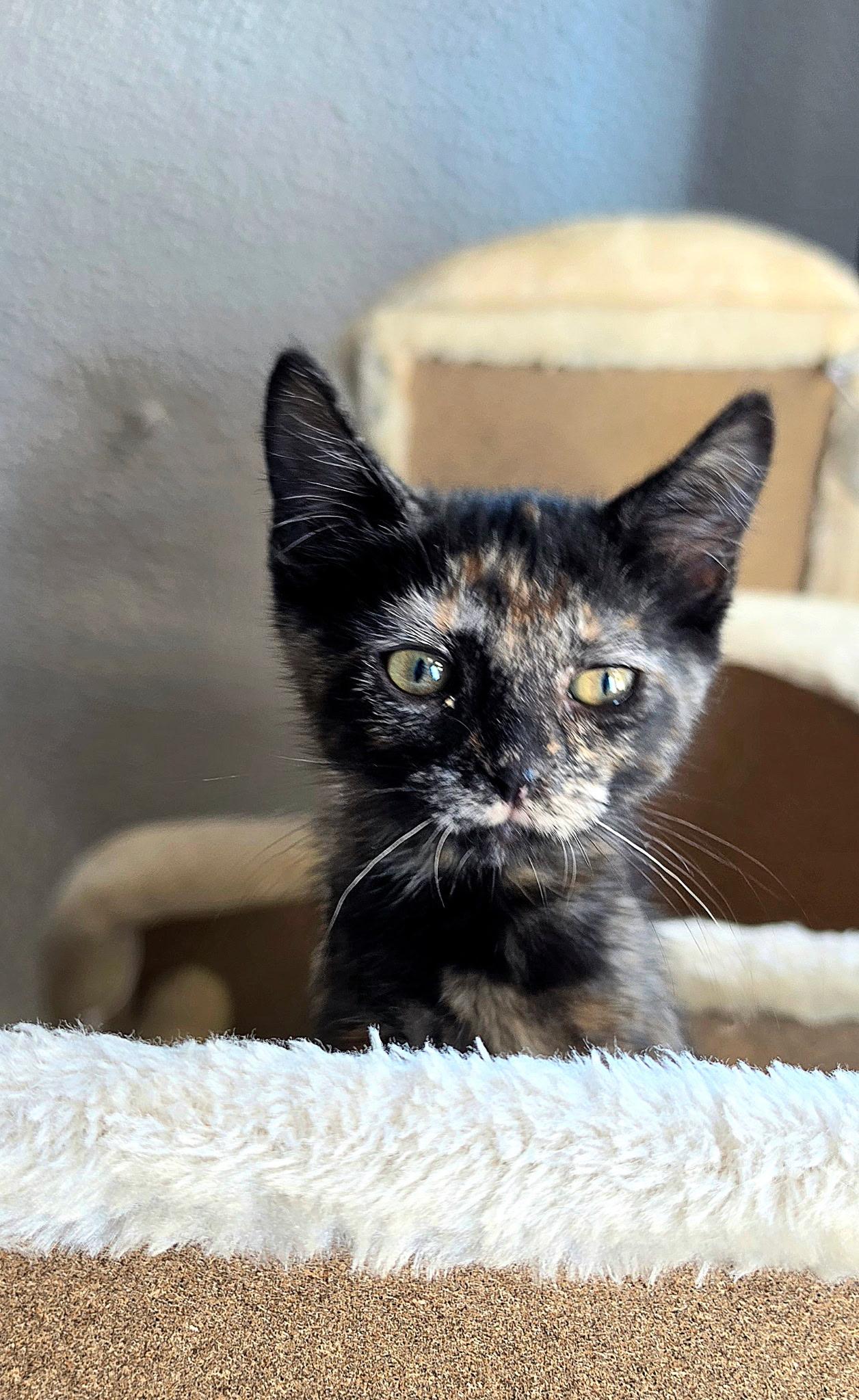 Kenya, adopted, Kitten Female Domestic Short Hair.