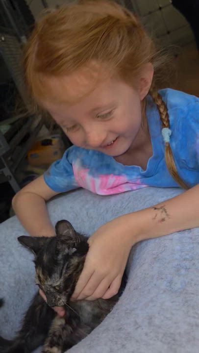 Enlarge Kenya, an adopted Domestic Short Hair in Portland, OR video 3/3