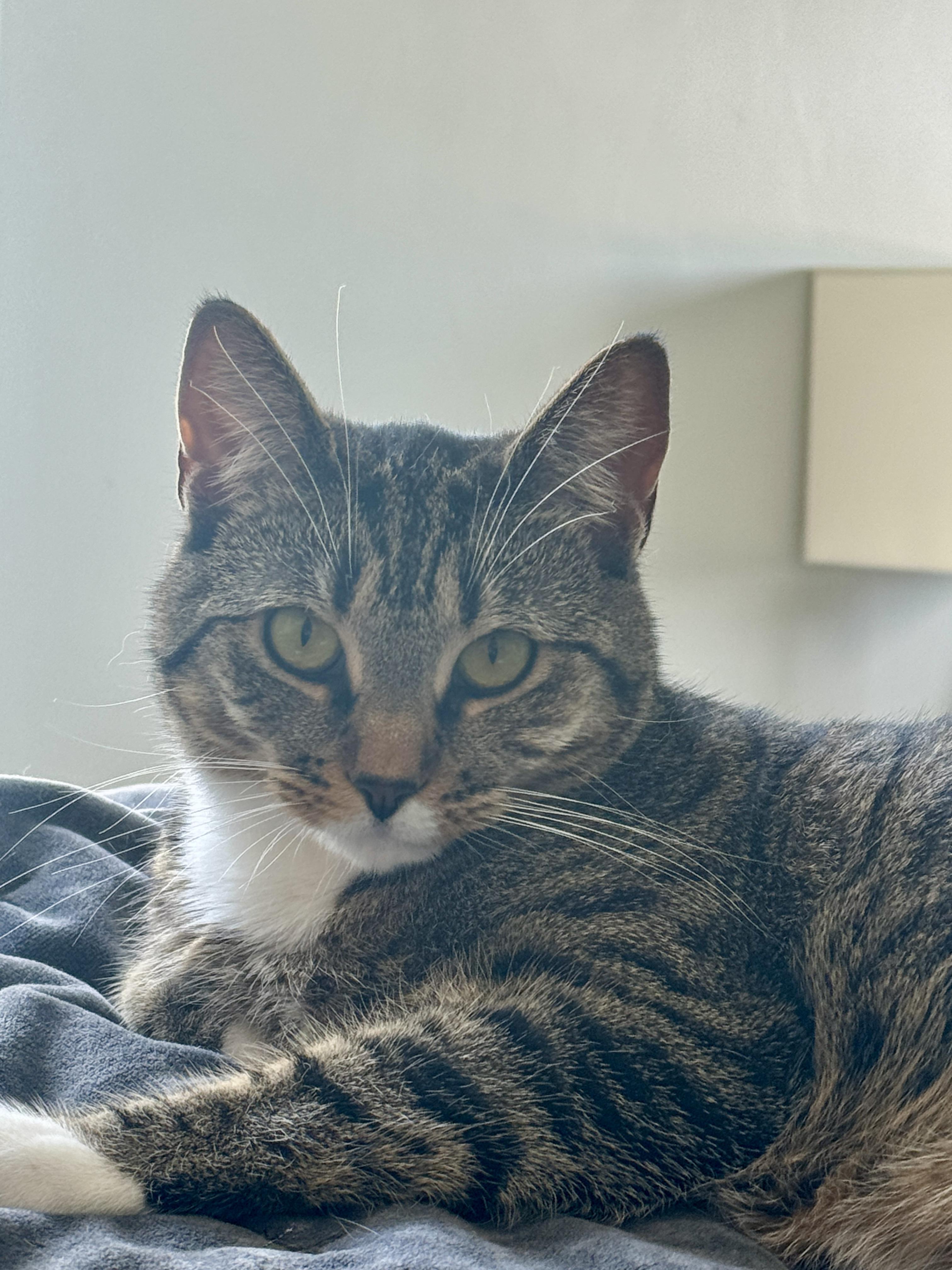 Cranberry, Adoptable, Young Female Domestic Short Hair.