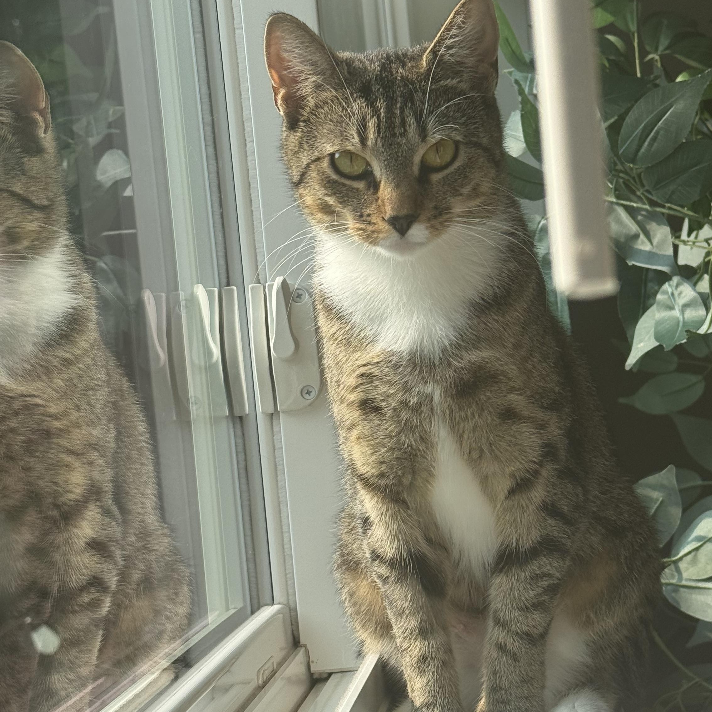 Enlarge Cranberry, a Adoptable Domestic Short Hair in Manchester, CT image 2/6