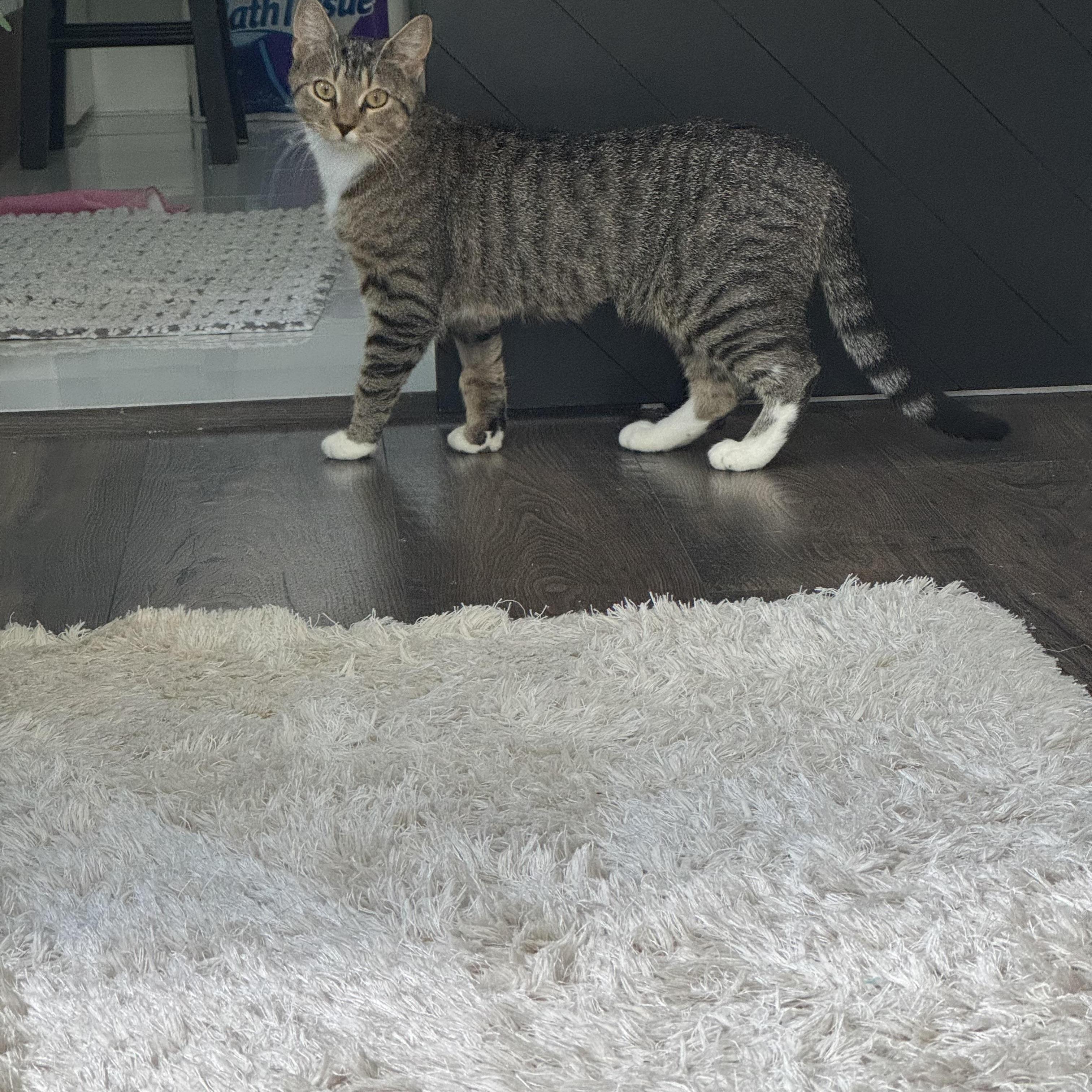 Enlarge Cranberry, a Adoptable Domestic Short Hair in Manchester, CT image 6/6