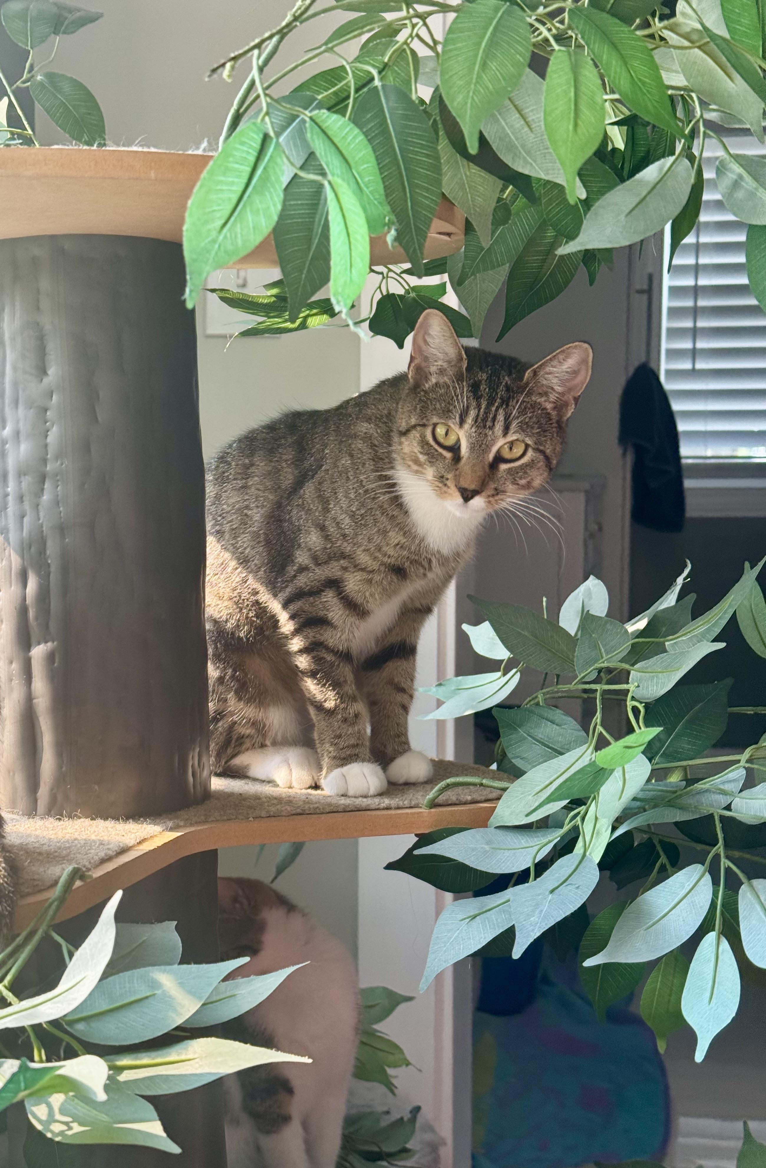 Enlarge Cranberry, a Adoptable Domestic Short Hair in Manchester, CT image 3/6